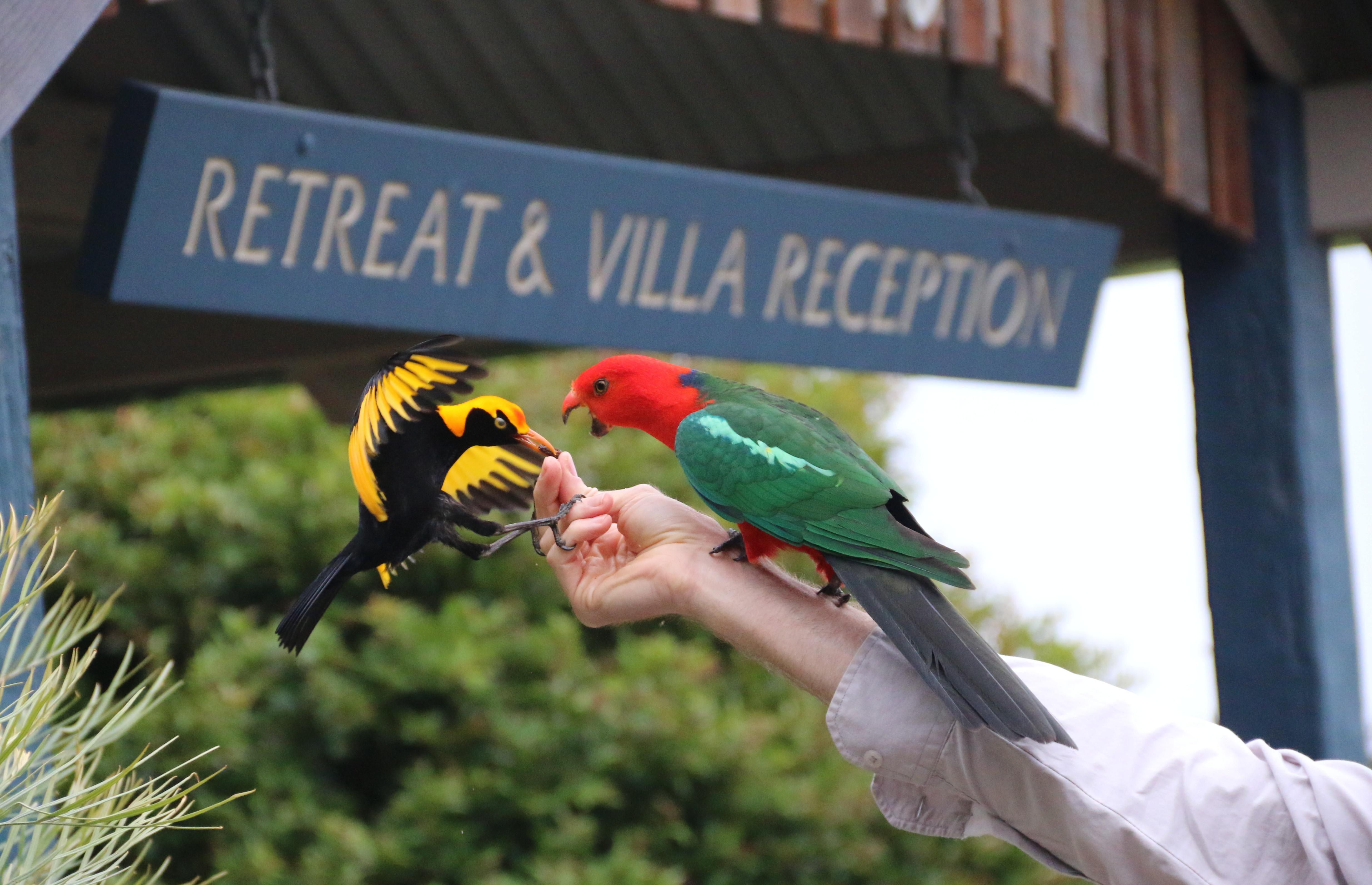 O'Reilly'S Rainforest Retreat Canungra Bagian luar foto