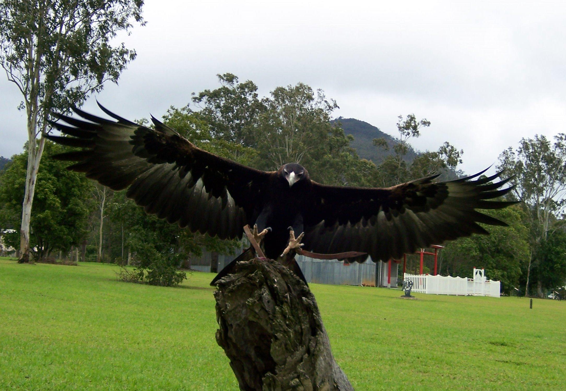 O'Reilly'S Rainforest Retreat Canungra Bagian luar foto